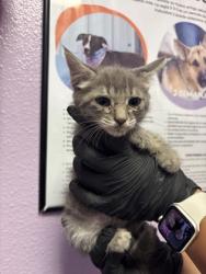 Shelter Stray Female Cat last seen El Paso, TX 79912, Fort Bliss, TX 79906