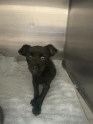 Shelter Stray Female Dog last seen DeSoto, TX 75115, Cedar Hill, TX 75104