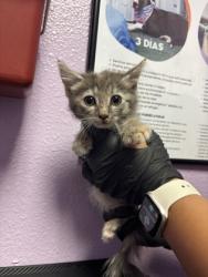 Shelter Stray Female Cat last seen El Paso, TX 79912, Fort Bliss, TX 79906