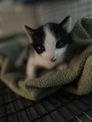 Shelter Stray Male Cat last seen Knoxville, TN 37912, Knoxville, TN 37919