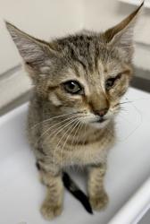 Shelter Stray Female Cat last seen Oakland, CA 94601, Oakland, CA 94601