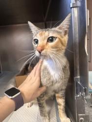 Shelter Stray Female Cat last seen Roseville, CA 95661, Roseville, CA 95678