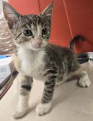 Shelter Stray Female Cat last seen S Golden State Blvd & Park St, Selma Zone Selma City 3 93662, , Fresno, CA 93706