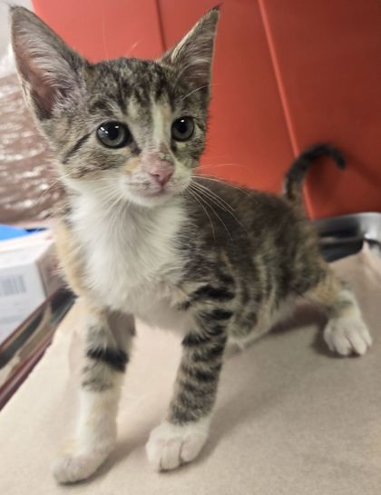 Shelter Stray Female Cat last seen S Golden State Blvd & Park St, Selma Zone Selma City 3 93662, , Fresno, CA 93706