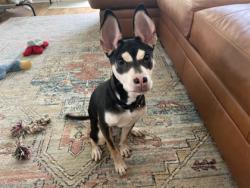 Shelter Stray Male Dog last seen Atlanta, GA 30310, Atlanta, GA 30336