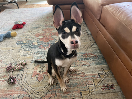 Shelter Stray Male Dog last seen Atlanta, GA 30310, Atlanta, GA 30336