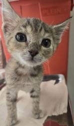 Shelter Stray Female Cat last seen S Golden State Blvd & Park St, Selma Zone Selma City 3 93662, , Fresno, CA 93706