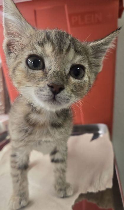 Shelter Stray Female Cat last seen S Golden State Blvd & Park St, Selma Zone Selma City 3 93662, , Fresno, CA 93706