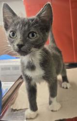 Shelter Stray Female Cat last seen S Golden State Blvd & Park St, Selma Zone Selma City 3 93662, , Fresno, CA 93706