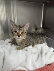 Shelter Stray Female Cat last seen Alpharetta, GA 30009, Atlanta, GA 30336