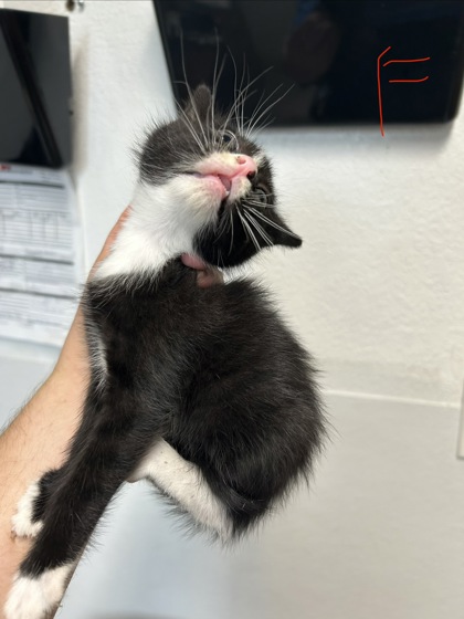 Shelter Stray Female Cat last seen Everman, TX 76140, Fort Worth, TX 76140