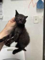 Shelter Stray Male Cat last seen Everman, TX 76140, Fort Worth, TX 76140