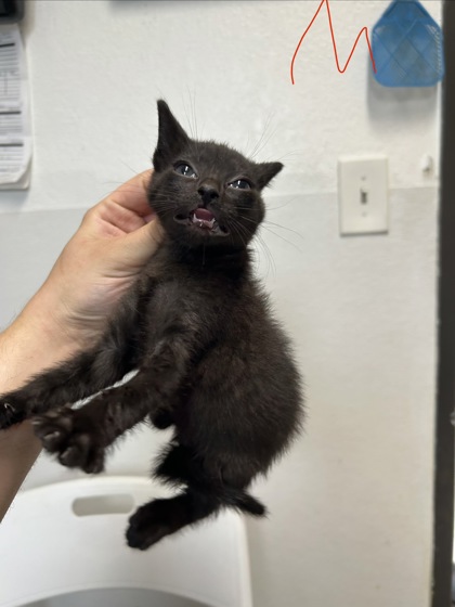 Shelter Stray Male Cat last seen Everman, TX 76140, Fort Worth, TX 76140