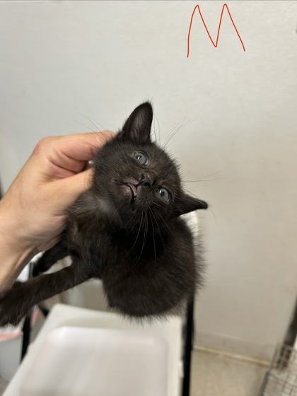 Shelter Stray Male Cat last seen Everman, TX 76140, Fort Worth, TX 76140