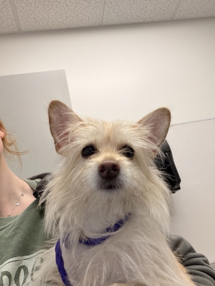 Shelter Stray Female Dog last seen , OH , Cleveland, OH 44102