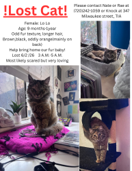 Lost Female Cat last seen 2nd and Milwaukee street, next door too cherry creek library , Denver, CO 80206