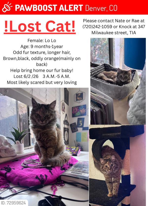 Lost Female Cat last seen 2nd and Milwaukee street, next door too cherry creek library, Denver, CO 80206