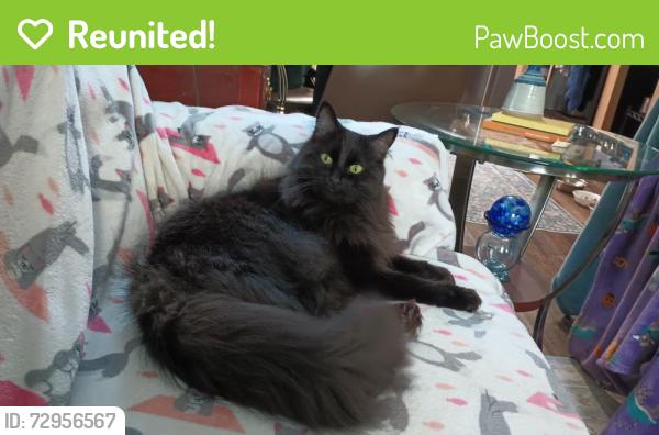 Reunited Female Cat last seen Nolen Park, Eagle Mountain, UT 84005