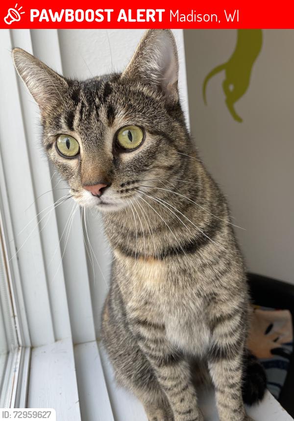 Lost Female Cat last seen Madison Cat Project, Madison, WI 53713