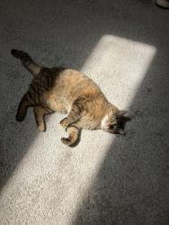 Lost Female Cat last seen Frying Pan Road , McNair, VA 20171