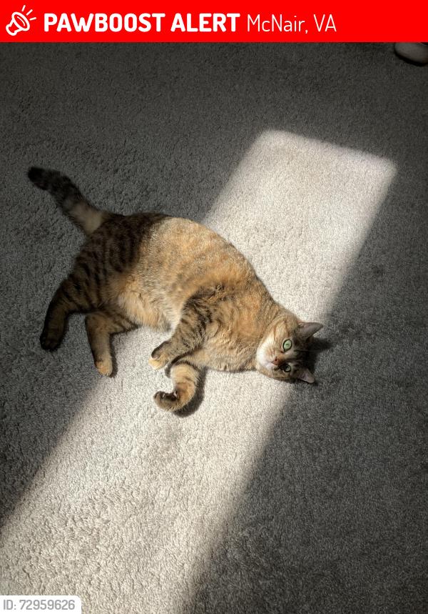 Lost Female Cat last seen Frying Pan Road , McNair, VA 20171