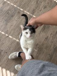 Lost Male Cat last seen Walmart , Colorado Springs, CO 80911