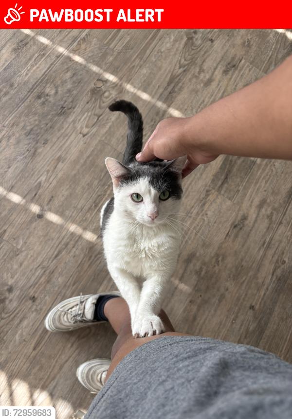 Lost Male Cat last seen Walmart , Colorado Springs, CO 80911