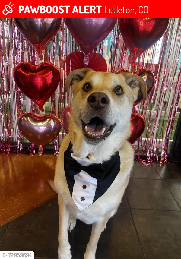 Lost Male Dog last seen Columbine Knolls Recreation Center, Littleton, CO 80128