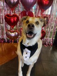 Lost Male Dog last seen Columbine Knolls Recreation Center, Littleton, CO 80128