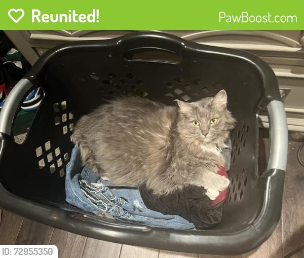 Reunited Female Cat last seen in Pheasant Run on Dove Circle, South Laurel, MD 20708