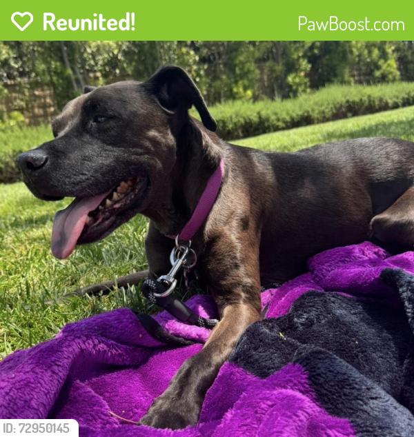 Reunited Female Dog last seen Sycamore Meadow Dr & The Oaks Golf Course, Stevenson Ranch, CA 91381
