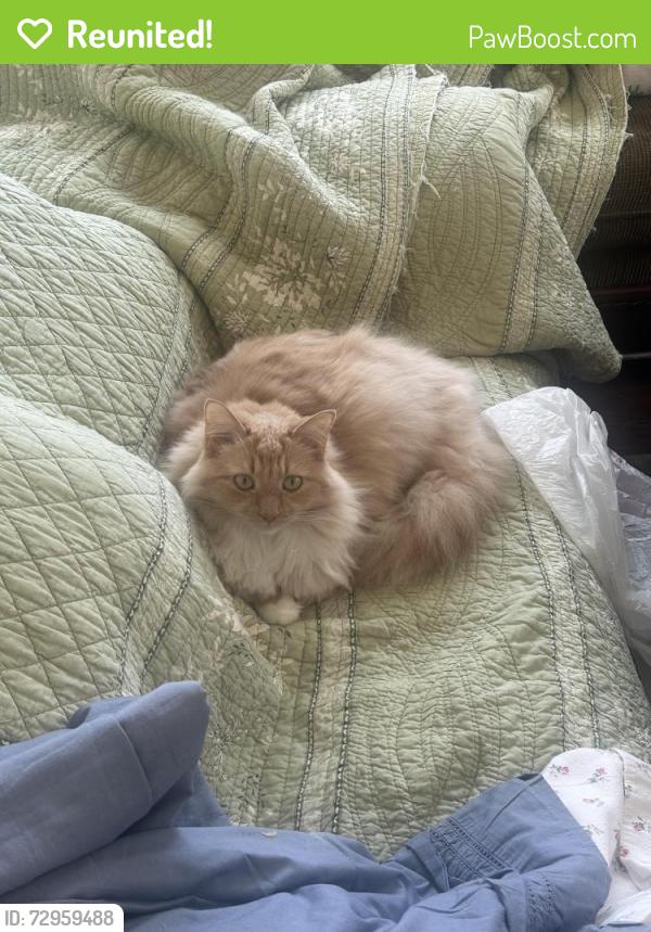 Reunited Female Cat last seen Brattle Street, Worcester, MA 01606