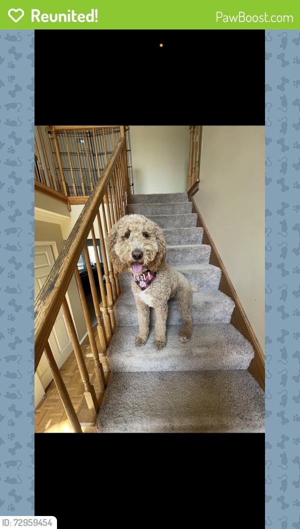 Reunited Female Dog last seen Missouri bottom road , Florissant, MO 63031