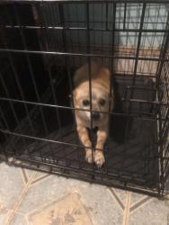 Reunited Female Dog last seen Pike Street and Luzerne Street, Philadelphia, PA 19140