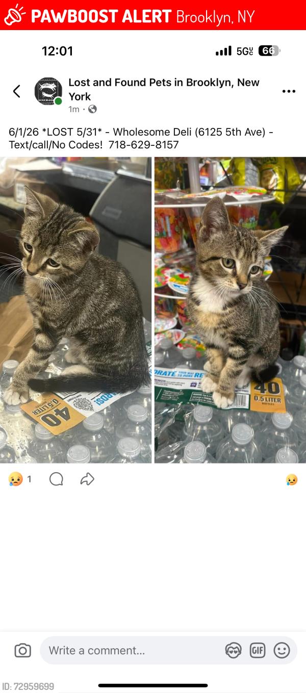 Lost Unknown Cat last seen By 62st and 5th ave , Brooklyn, NY 11220