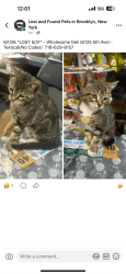 Lost Unknown Cat last seen By 62st and 5th ave , Brooklyn, NY 11220