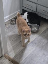 Reunited Male Cat last seen Near ann street Gordon , Gordon, GA 31031
