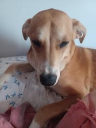 Lost Female Dog last seen ests drive , Amarillo, TX 79124