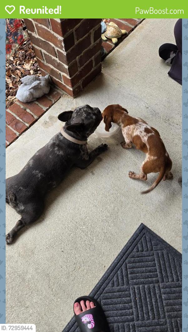 Reunited Male Dog last seen Seafarers Way , Bellview, FL 32526