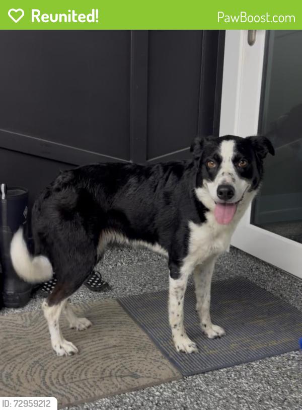 Reunited Female Dog last seen Herbert St, Port Orange, FL 32129