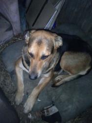 Lost Female Dog last seen Lewis and perioa , Tulsa, OK 74130