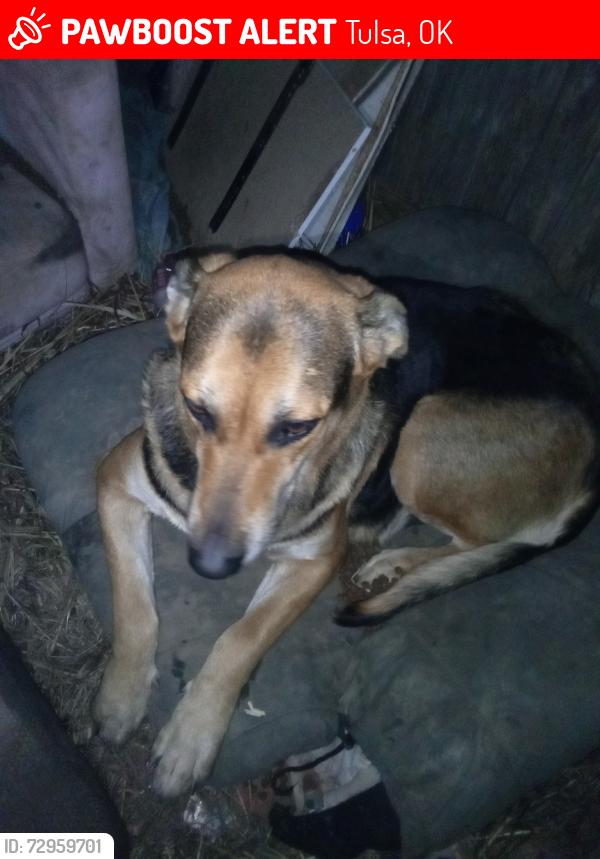 Lost Female Dog last seen Lewis and perioa , Tulsa, OK 74130