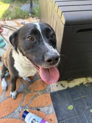 Reunited Female Dog last seen Sedley Rd, Virginia Beach, VA 23462, USA, Virginia Beach, VA 23462