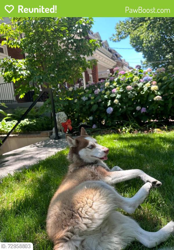 Reunited Unknown Dog last seen 13th Street & Longfellow, Washington, DC 20011
