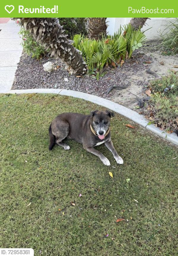 Reunited Female Dog last seen Deer Peak Park, Bakersfield, CA 93311