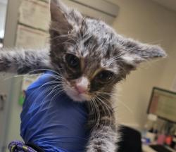 Shelter Stray Male Cat last seen SE 148th / E Burnside., OR, Troutdale, OR 97060