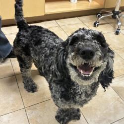 Shelter Stray Male Dog last seen SE Hogan Rd and SE Roberts Dr, GRESHAM, OR, 97080, Troutdale, OR 97060