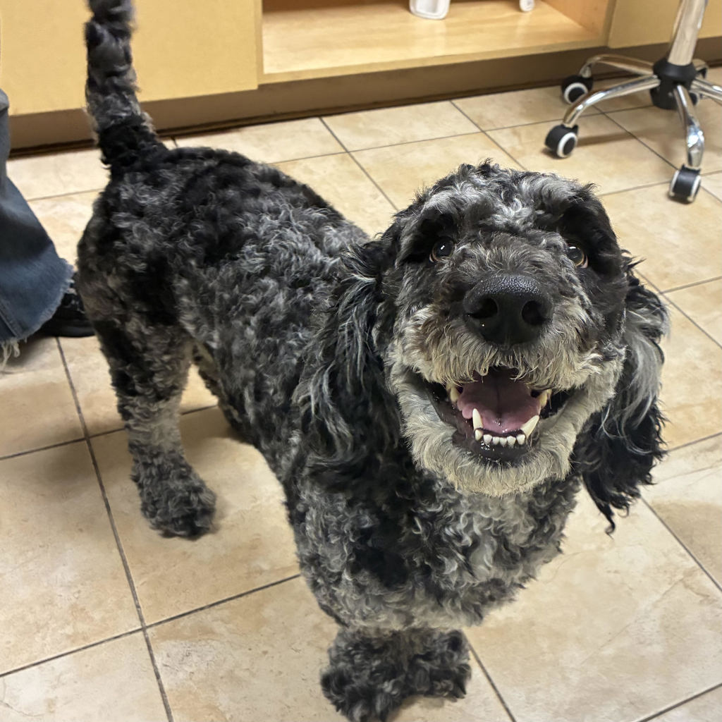 Shelter Stray Male Dog last seen SE Hogan Rd and SE Roberts Dr, GRESHAM, OR, 97080, Troutdale, OR 97060
