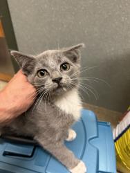 Shelter Stray Unknown Cat last seen Near S Parliament Drive, VIRGINIA BEACH, VA, 23462, Virginia Beach, VA 23451