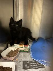 Shelter Stray Unknown Cat last seen Near S Parliament Drive, VIRGINIA BEACH, VA, 23462, Virginia Beach, VA 23451